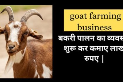 Goat Farming Business Idea