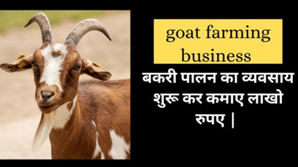 Goat Farming Business Idea