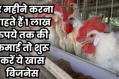 Poultry Farm Business Plan In Hindi